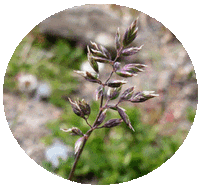 Poa Pratensis