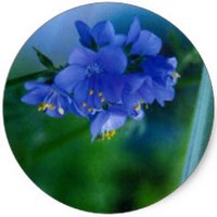 Polemonium Caeruleum