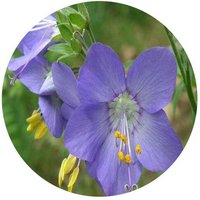 Polemonium Chinense