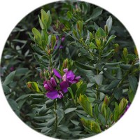 Polygala