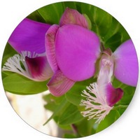 Polygala Myrtifolia