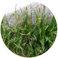 Polygonum Alopecuroides