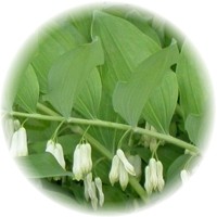 Polygonatum