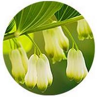 Polygonatum - Sello de Salomon