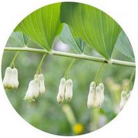 Polygonatum