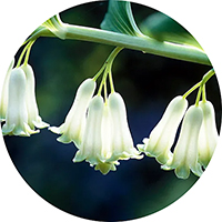 Polygonatum
