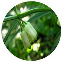 Polygonatum Cirrhifolium