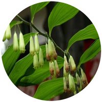 Polygonatum Cyrtonema