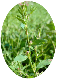Polygonum Aviculare