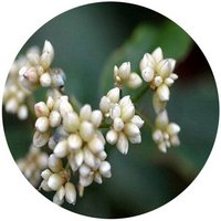 Polygonum Chinensis