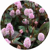 Polygonum Capitatum