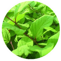 Polygonum Cuspidatum