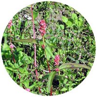 Polygonum Hydropiper