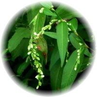 Polygonum Hydropiper