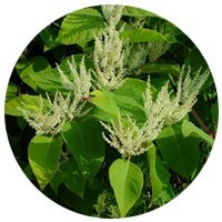 Polygonum Japones