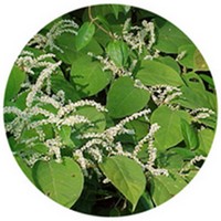 Polygonum Japones