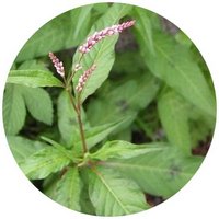 Polygonum Lapathifolium