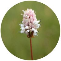 Polygonum Macrophyllum