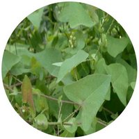 Polygonum Perfoliatum