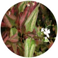 Polygonum Runcinatum