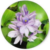 Pontederia Crassipes