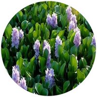 Pontederia Crassipes