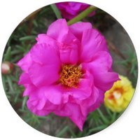 Portulaca Grandiflora