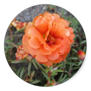 Portulaca Grandiflora