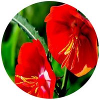 Portulaca Grandiflora