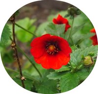Potentilla