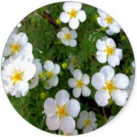 Potentilla Alba