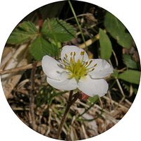 Potentilla Blanca