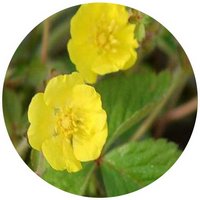 Potentilla Freyniana