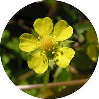 Potentilla Hebiichigo