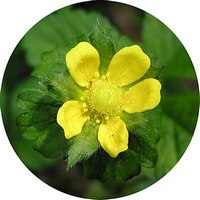 Potentilla Indica