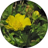 Potentilla Indica