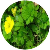 Potentilla Kleiniana