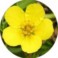 Potentilla Anserina - Cinquefoil