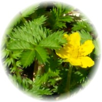 Potentilla Anserina - Cinquefoil
