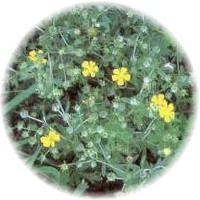 Potentilla Reptans - Cinquefoil