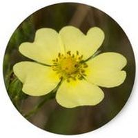 Potentilla Reptans - Cinquefoil