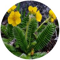 Potentilla Stenophylla