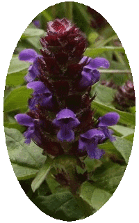 Prunella Vulgaris