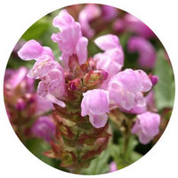 Prunella Grandiflora