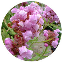 Prunella Grandiflora