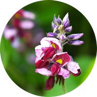 Pueraria Lobata o Kudzu