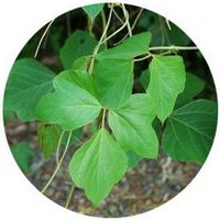 Pueraria Lobata o Kudzu