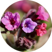 Pulmonaria