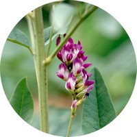 Glycyrrhiza Glabra - Reglisse - Liquorice