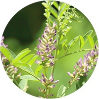 Glycyrrhiza Glabra - Reglisse - Liquorice